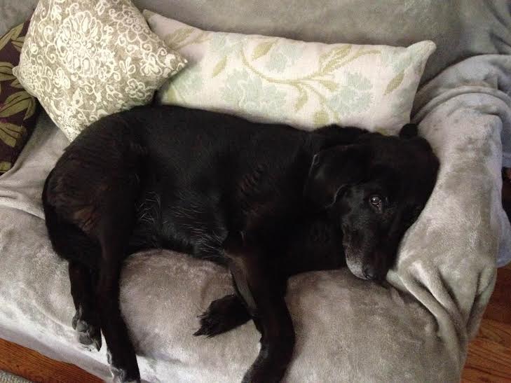 Kimba approves of the new pillows!