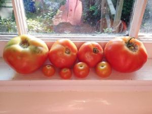 tomatoes