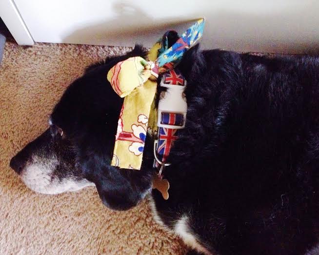 My helper, Twitch, snoozing on the job (like usual) while wearing the fancy new bow tie I made him ;) 
